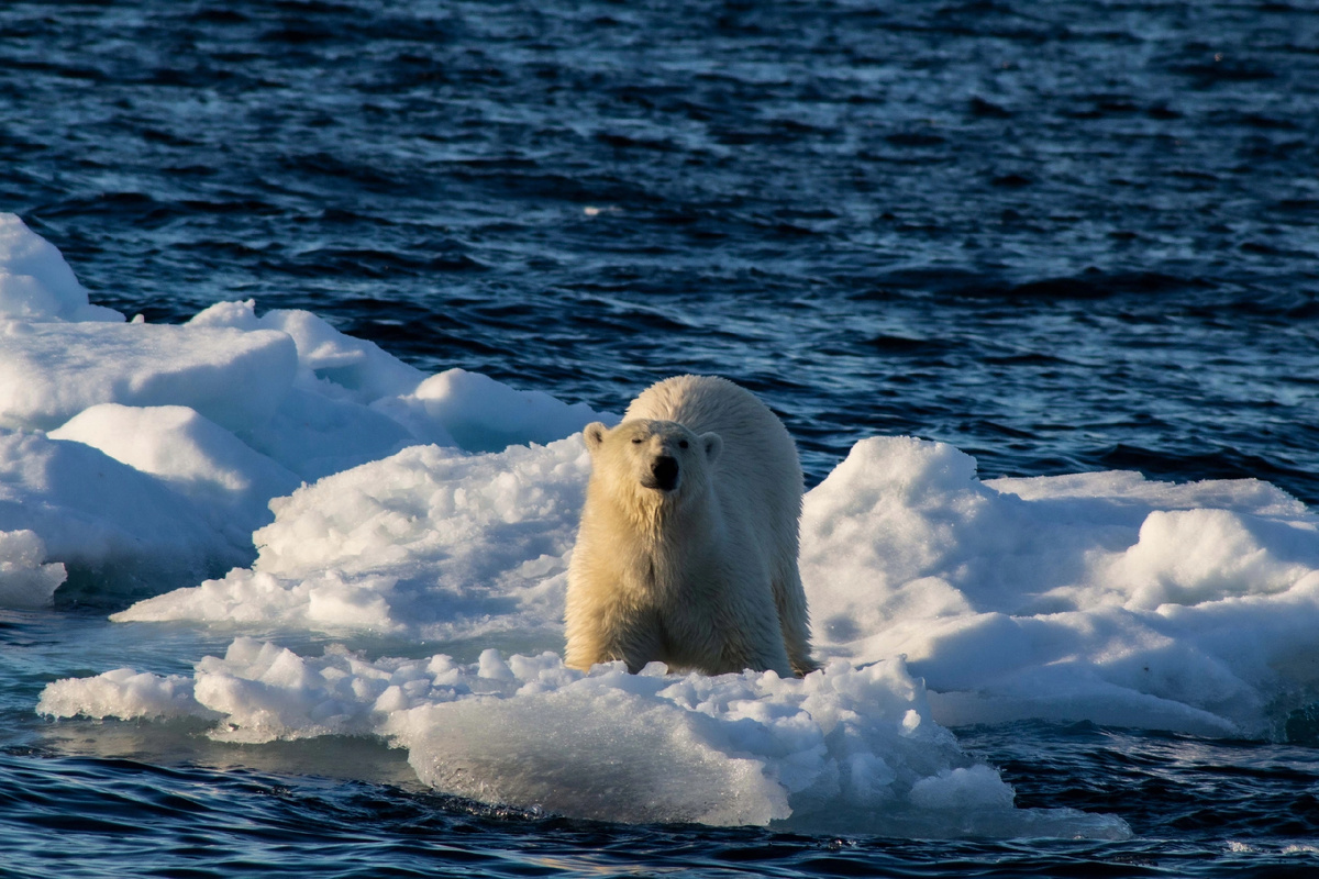 Фото: Василий Писарев (Земля Франца-Иосифа)