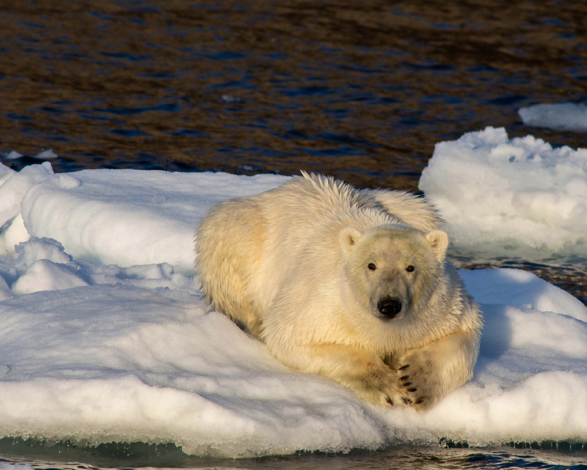 Фото: Василий Писарев (Земля Франца-Иосифа)