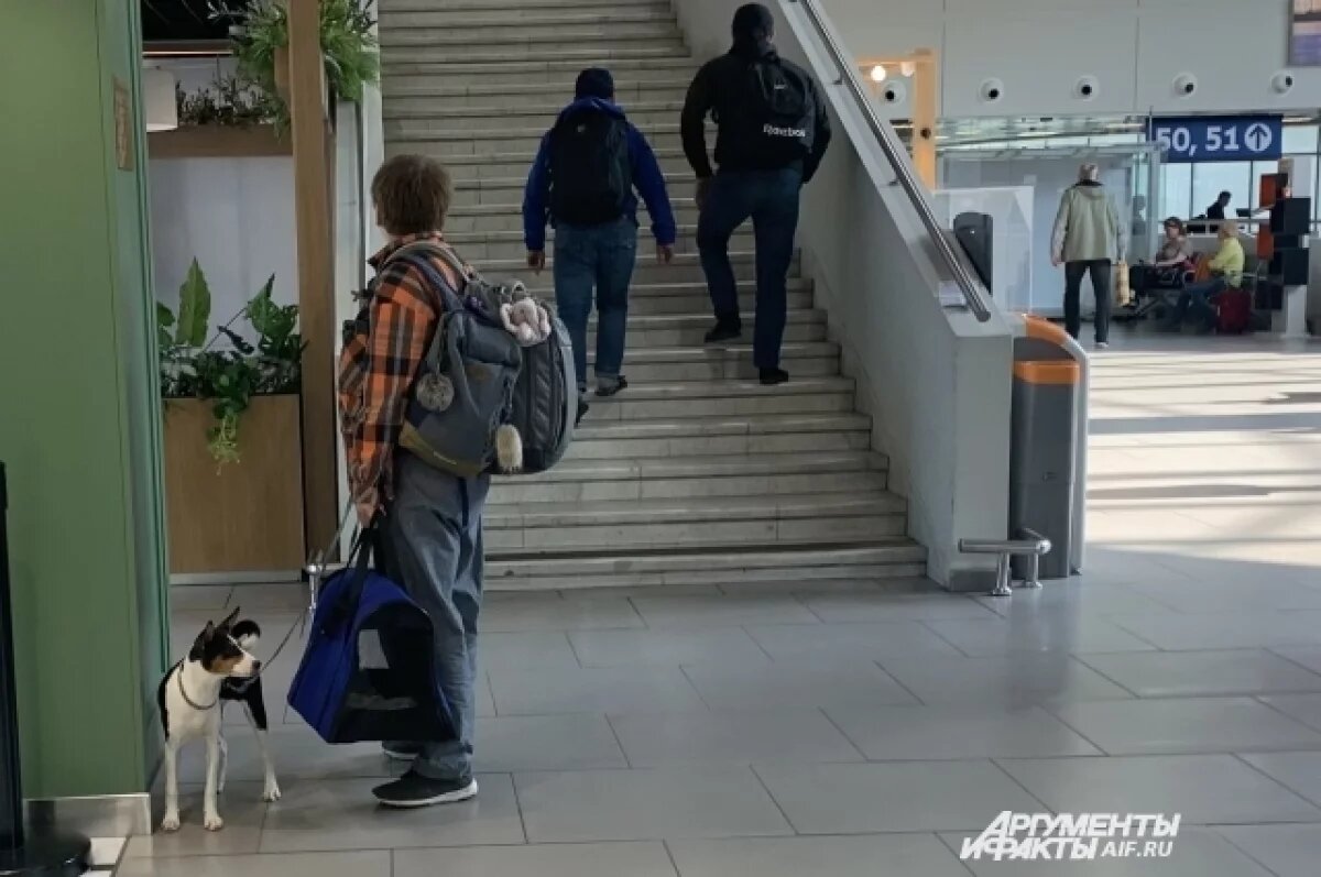    Жителям Красноярского края рассказали, как съездить с питомцем за границу