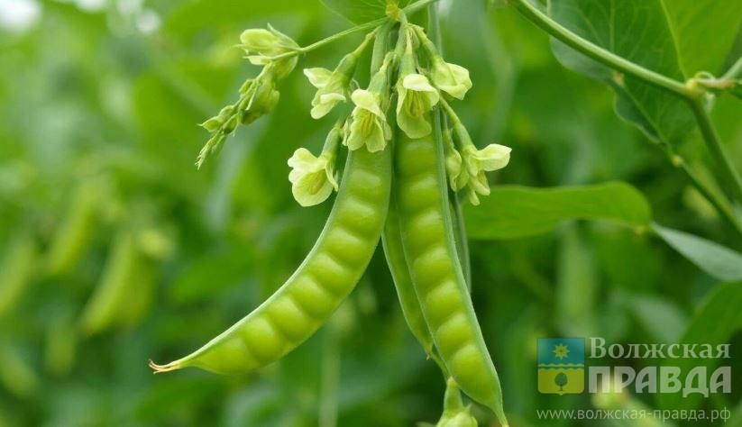     Еремей Бобовник: зачем наши предки оставляли в поле 13 июня яйца и старого петуха
