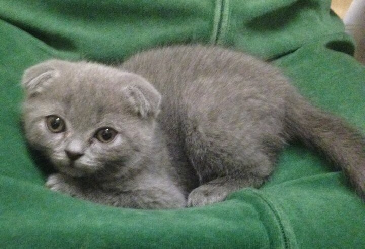 Вот такую милоту, в один прекрасный день, привезла мне дочка с зятем.