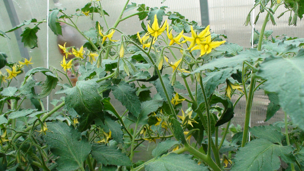 Томаты зацвели — пора вносить подкормки для получения обильного урожая