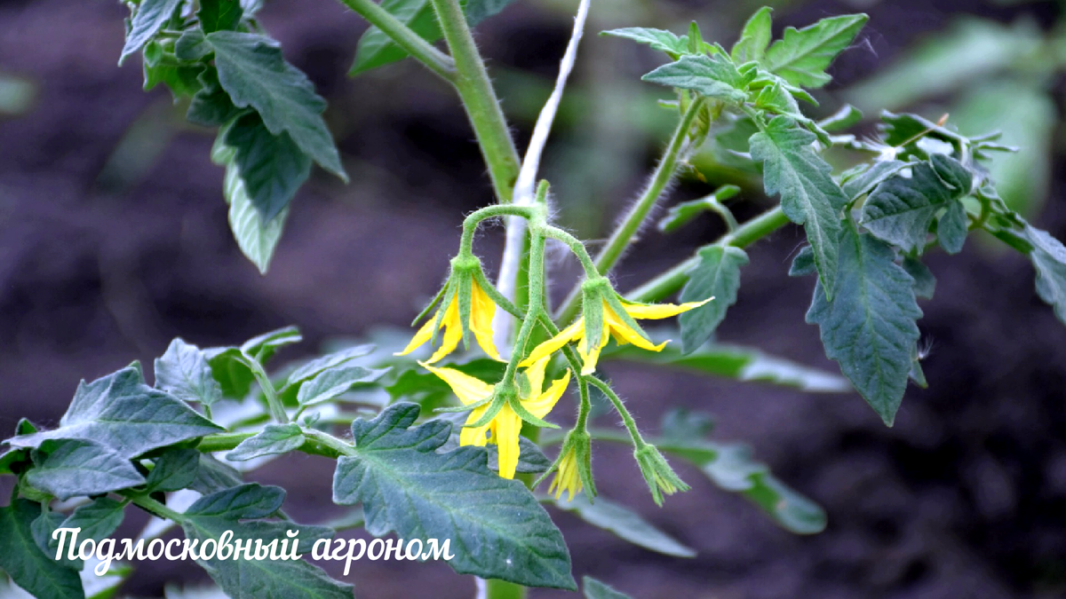 Томаты зацвели — пора вносить подкормки для получения обильного урожая