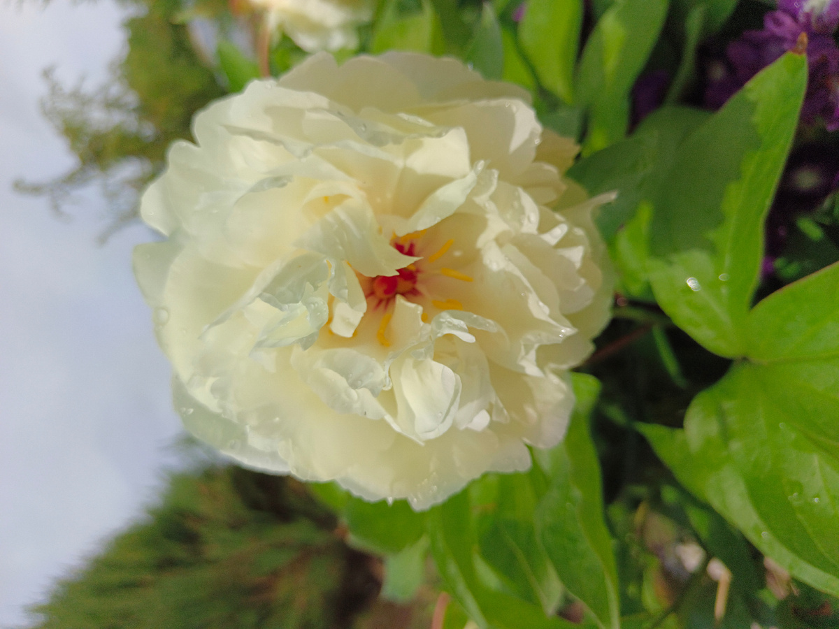 Пион Балерина