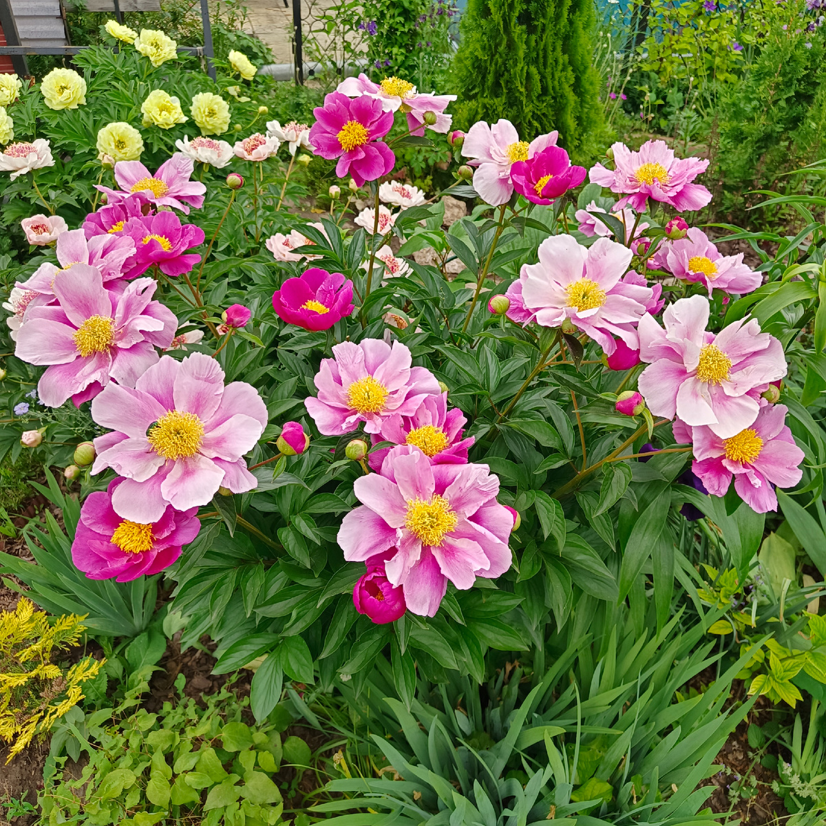 Пион Микадо (достоверность сорта под вопросом)