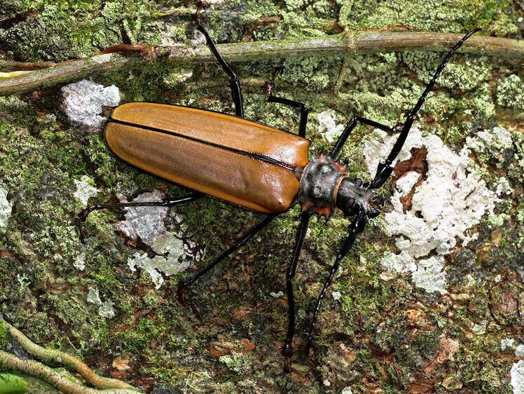 Уссурийский реликтовый усач (Callipogon relictus (mk.ru)
