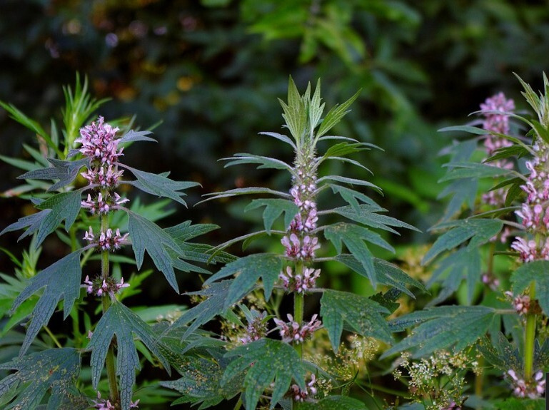 Пустырник пятилопастный