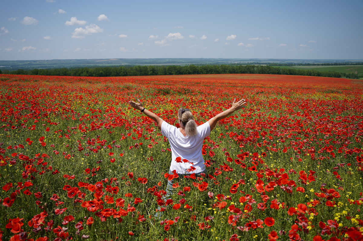Маковые поля недалеко от Мостовского