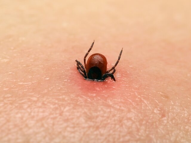    Фото: 123RF/natalyaa