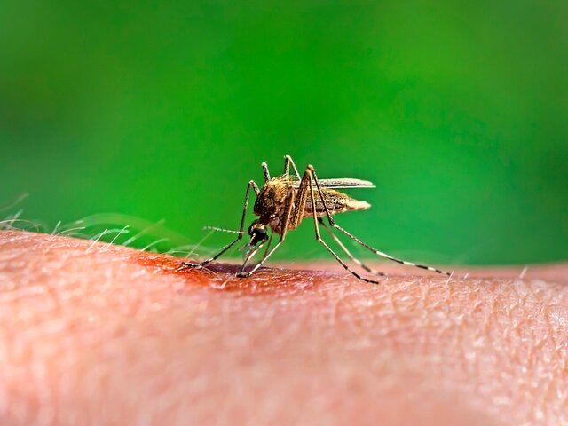    Фото: 123RF/sibiriakstarover