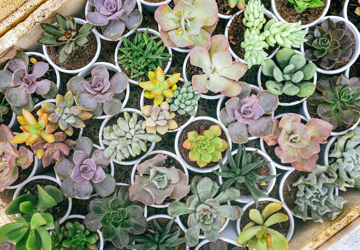 Фото: https://www.pexels.com/photo/2676752