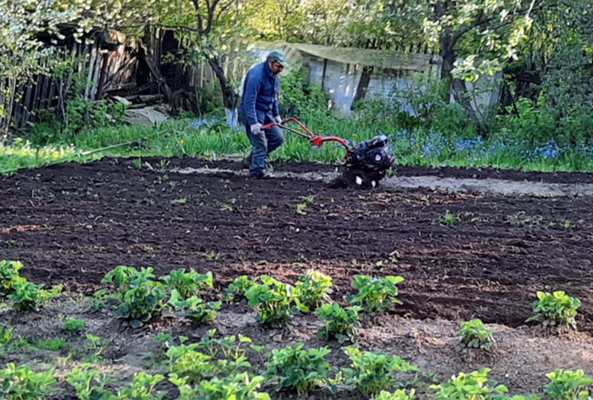 Максим вспахал землю за теплицей