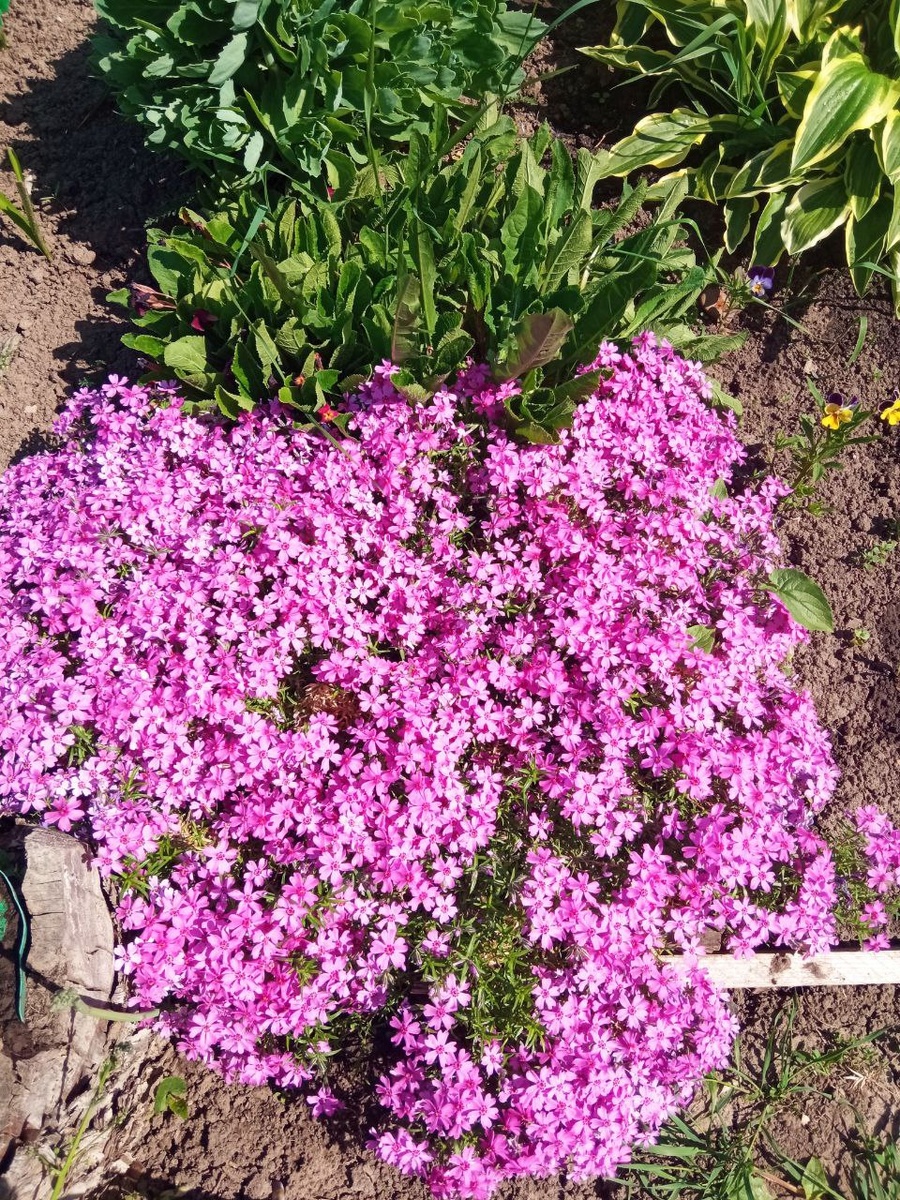 Шиловидный флокс. Фото автора.