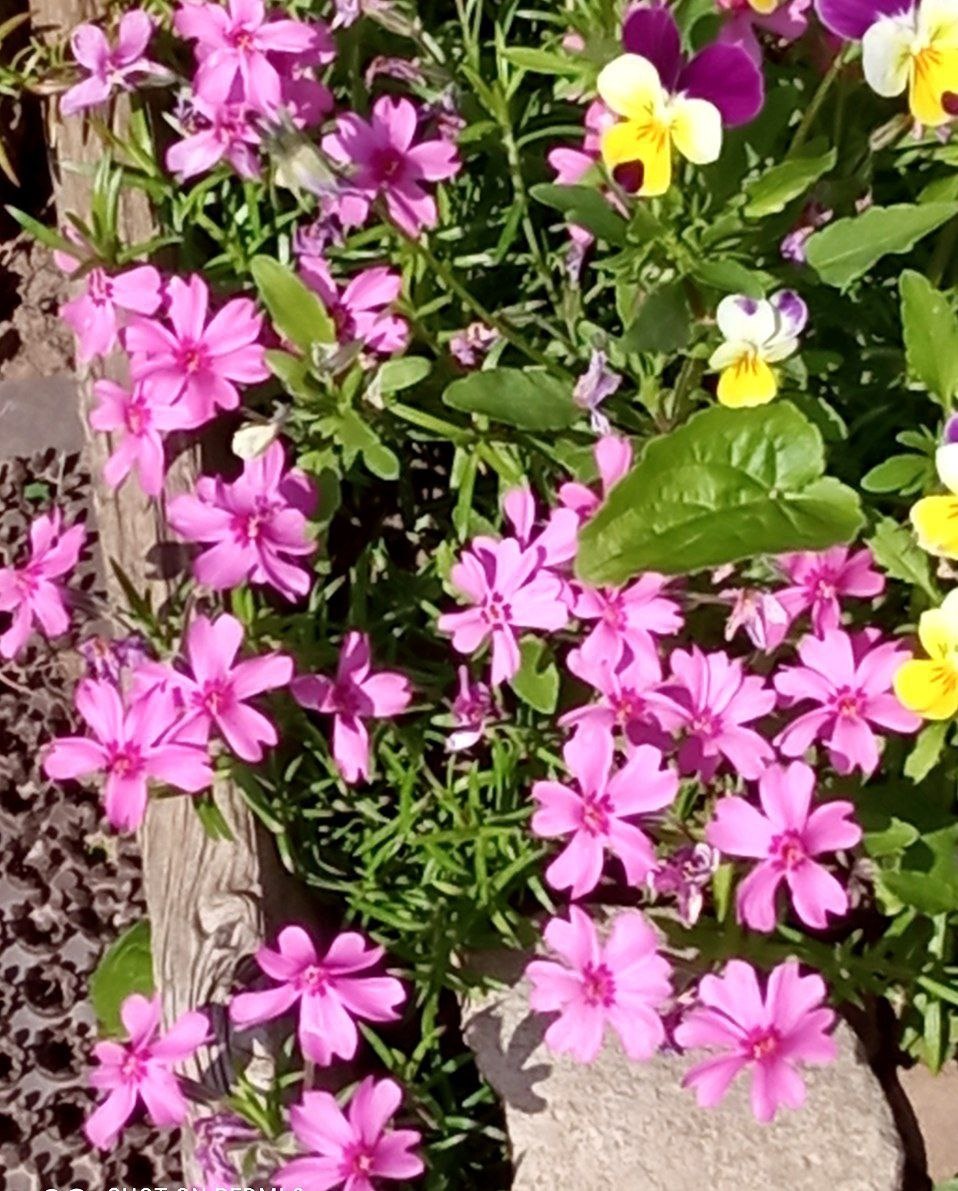 Шилофидный флокс. Фото автора