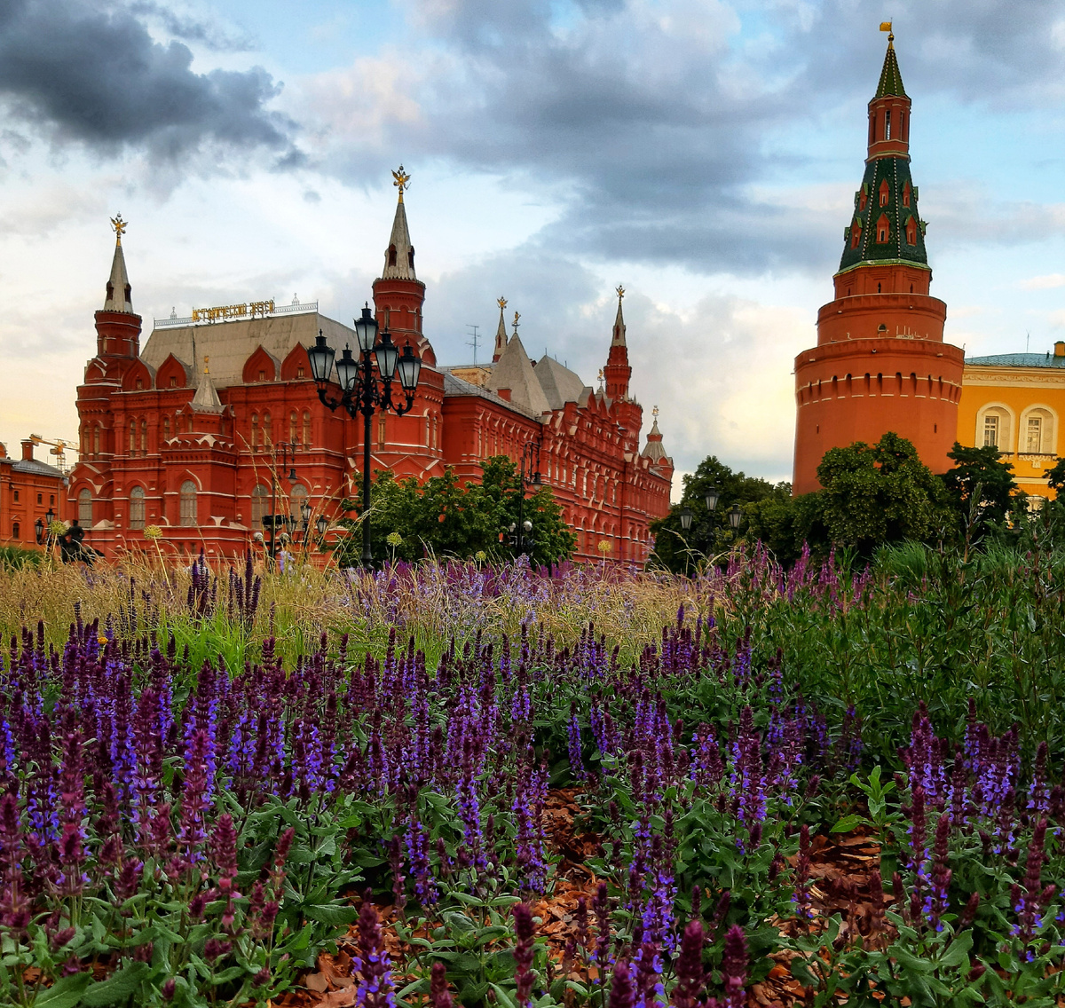 Лето 2025 в Москве. «Лавандовые», они же шалфейные поля Манежной площади, около ТЦ «Охотный Ряд».