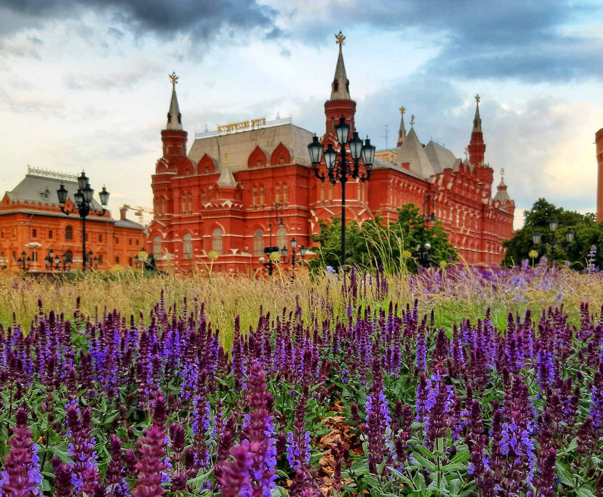 Лето 2025 в Москве. «Лавандовые», они же шалфейные поля Манежной площади, около ТЦ «Охотный Ряд».
