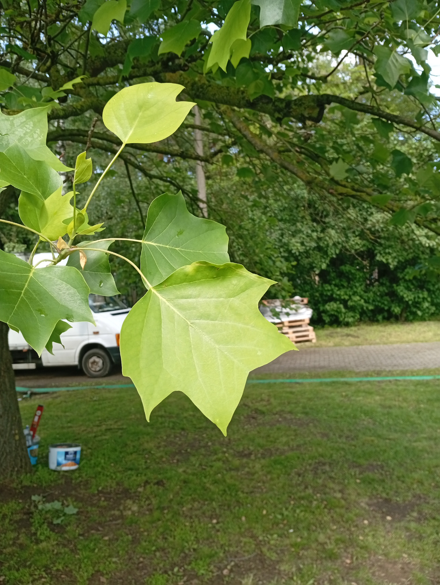 Листья лидодендрона