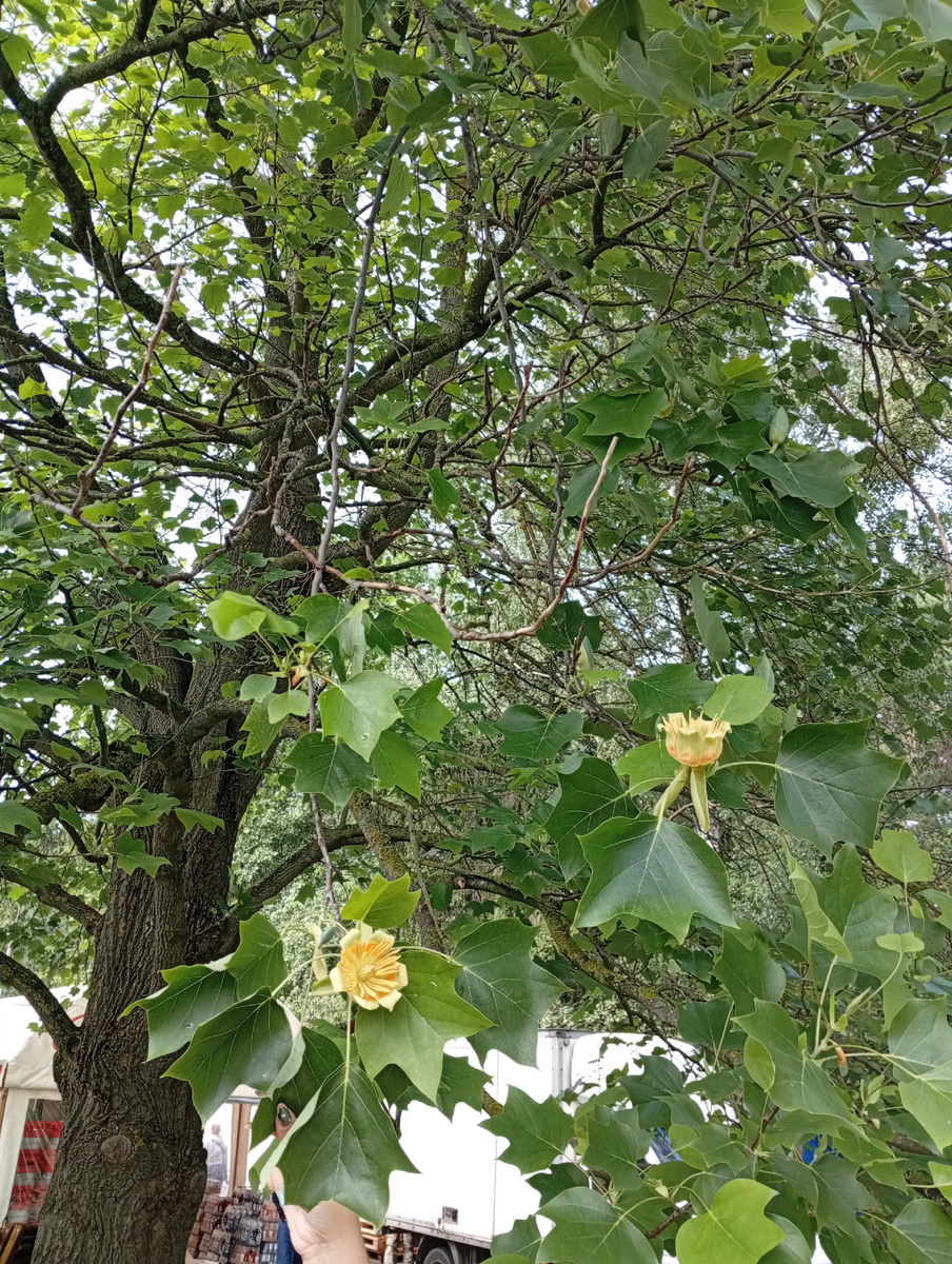 Цветы лидодендрона