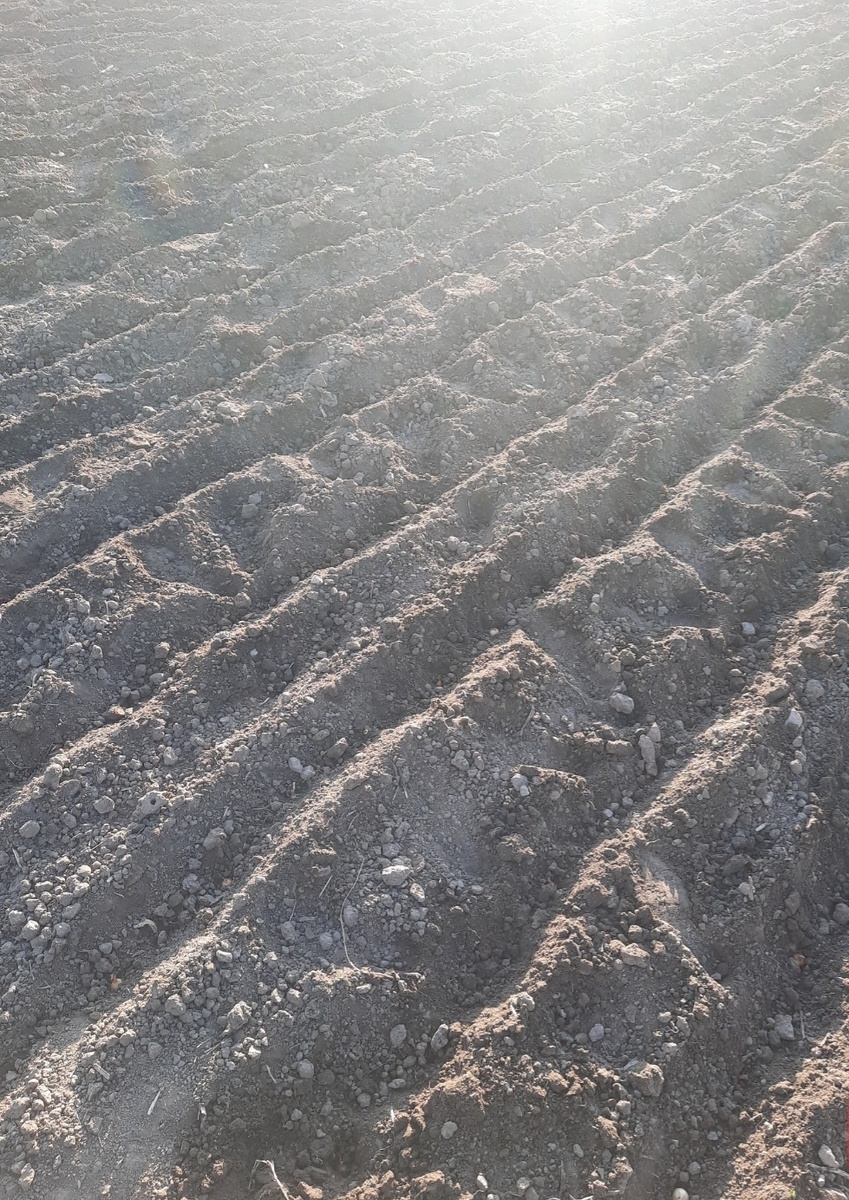 Картофель посажен. Фото автора 