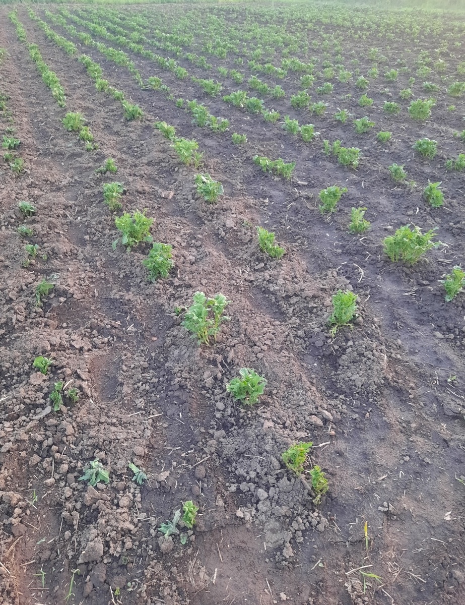 Прополка завершена. Фото автора 