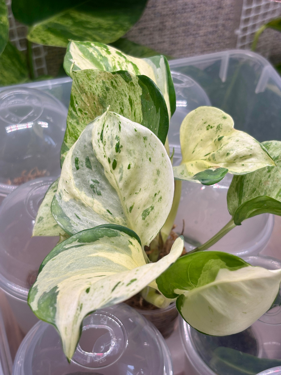 Пестрые листья.