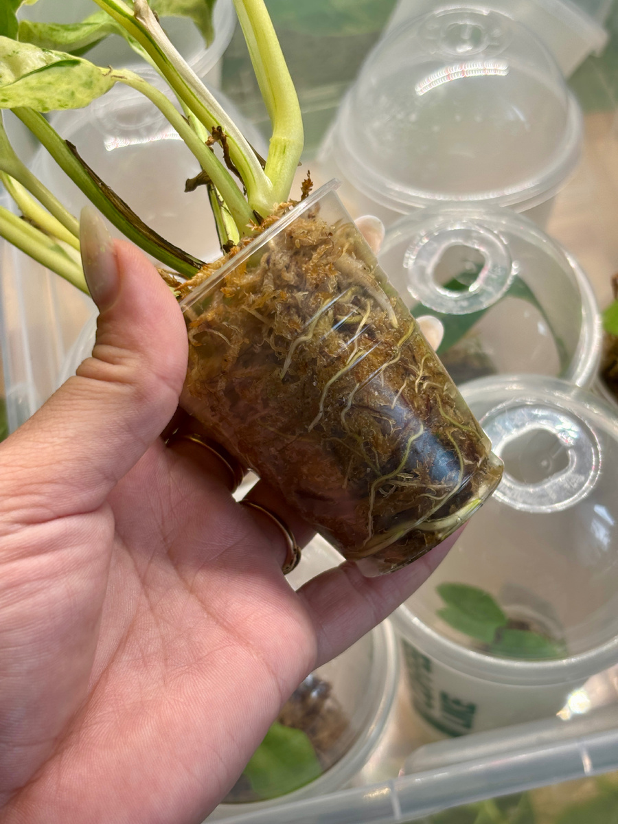 Хорошие корни