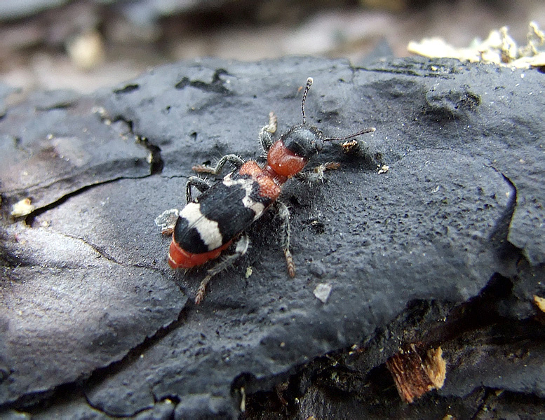 — Ты жук? Ты муравей? — Да! 