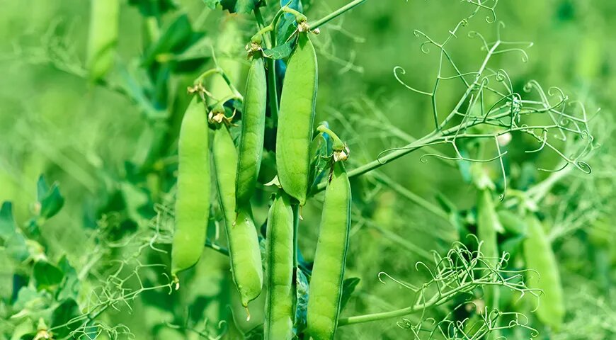   Стручками гороха вполне можно заменять зеленую фасоль, то есть добавлять их в рагу, в салаты, в супы и соусы