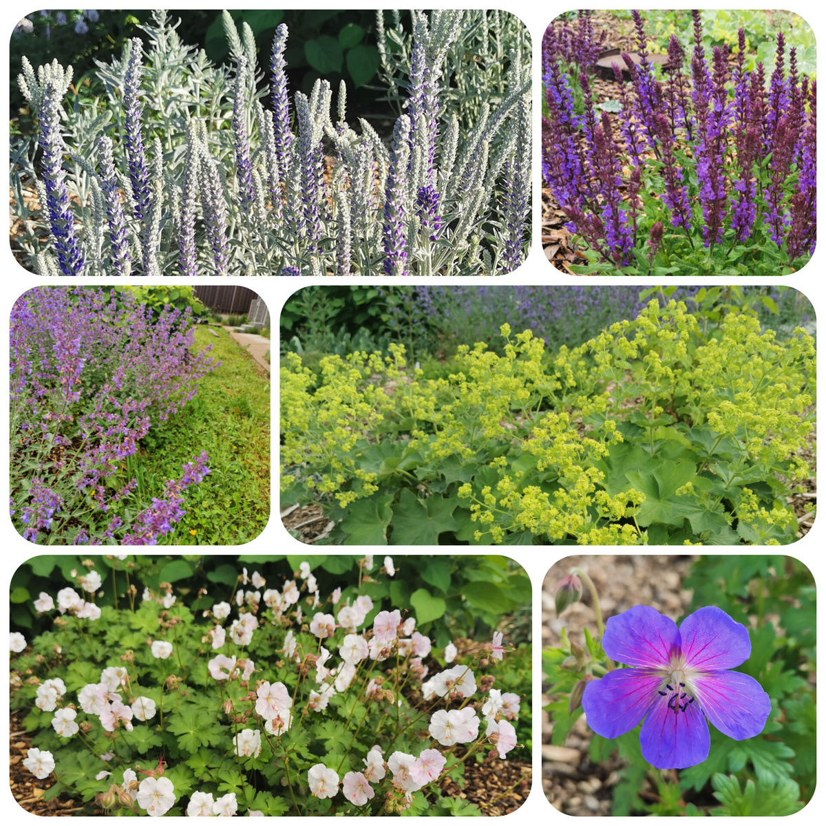 Вероника седая, шалфей Карадонна, Котовник Six Hills Giant, Манжетка Irish Sikl, Герани St.Ola и Baby Blue