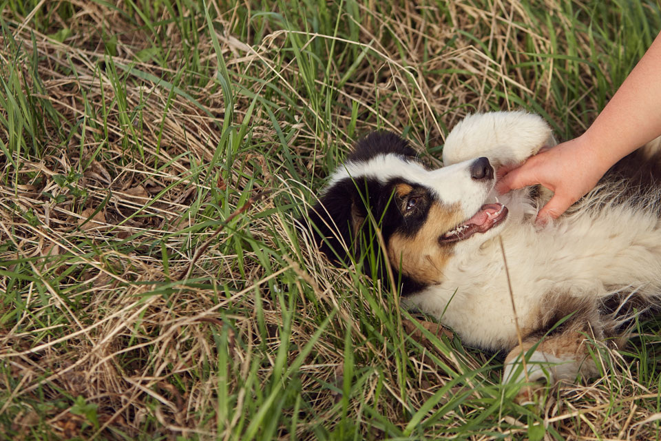 Лежать и наслаждаться жизнью можно только ей