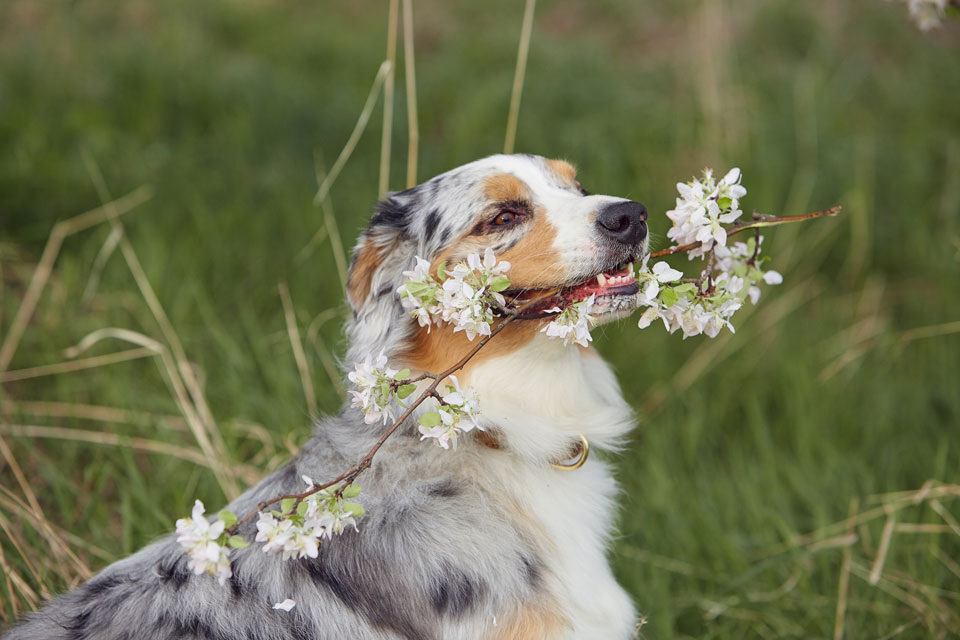 Обладательница самых больших пыхающий ноздрей