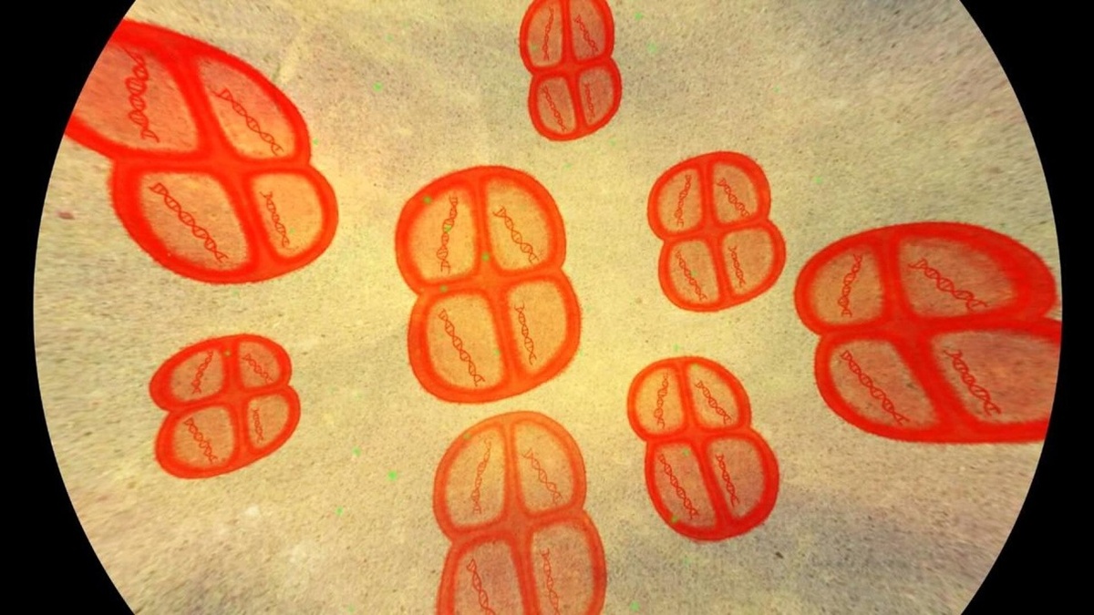 На фотографии: Deinococcus radiodurans – самая устойчивая бактерия к радиации на Земле. Источник фото: https://blogger.googleusercontent.com/img/b/R29vZ2xl/AVvXsEjcUhnvAfIVHQc-WObawDQUKx4rbMZjvl3D287peypO9jK0IS3hA1POkO6iSgJL3Jr5uhJaHbG8MwKxgNl_5Le76DAvBpgQPzh4aZ-0VsmF7Rsb887J3WhVPg8wO8YQdMVRIORtmhB1tQU/s1600/deinococcus_in_dish.JPG