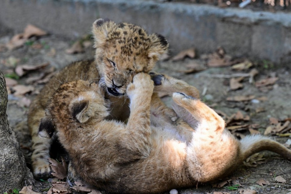 Фото: турецкая газета Daily Sabah