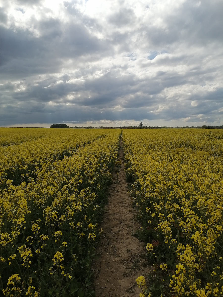 Рапсовые поля по пути в Домново.