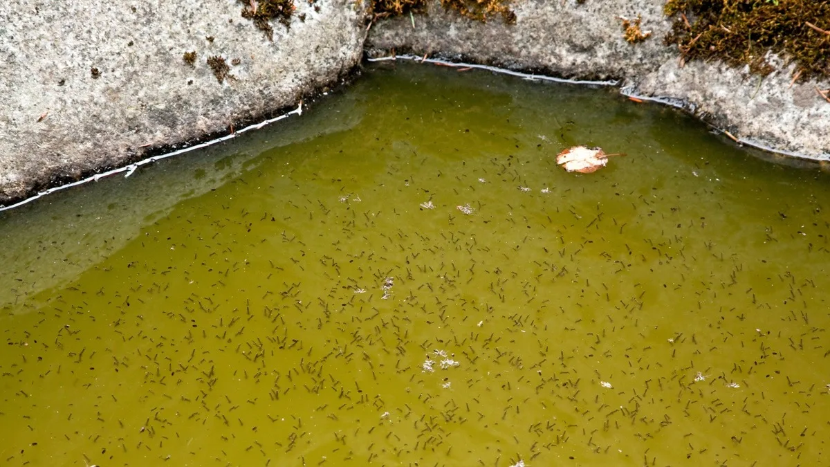 Водоём с личинками насекомых