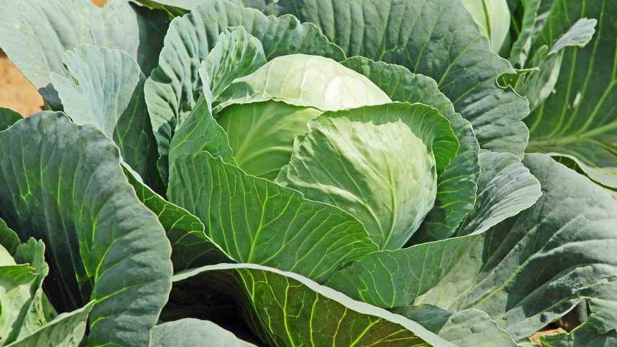 Подсмотрел простой уход за капустой у тещи. За 15 минут в неделю получаю кочаны по 3 кг
