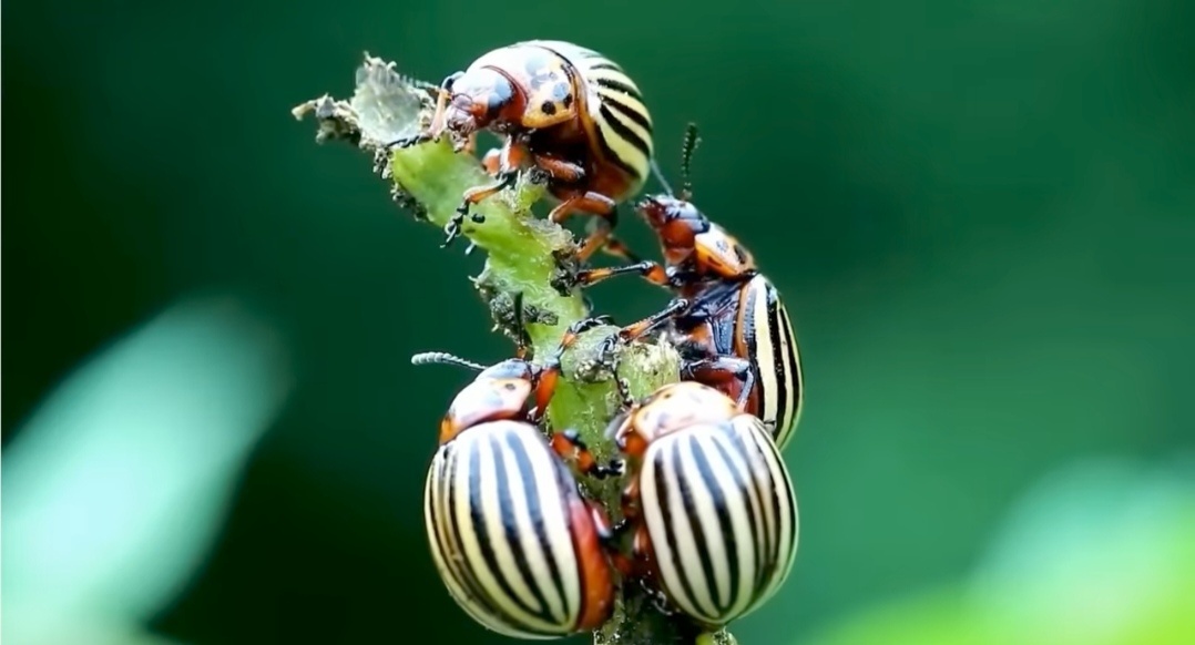 Главное - обработать растения при первых признаках заражения. 