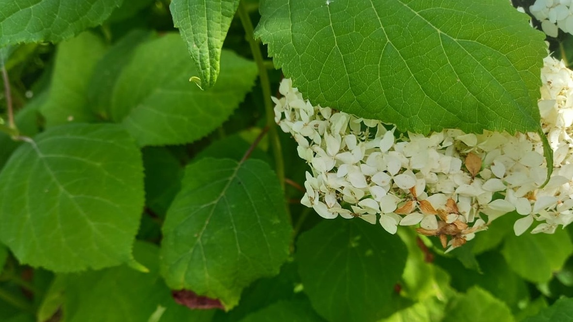 Мои гортензии в июне прошлого года - много зелени, но соцветия как орехи
