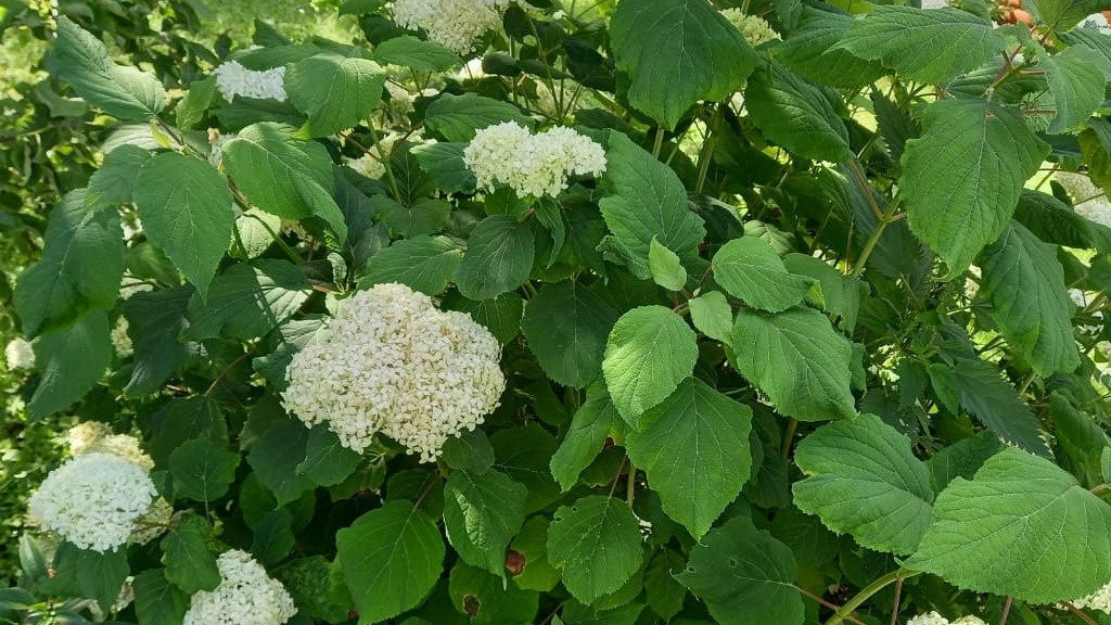 Уже через две недели листья стали заметно зеленее.