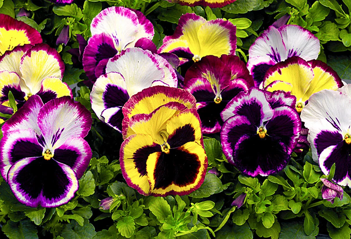 Анютины глазки