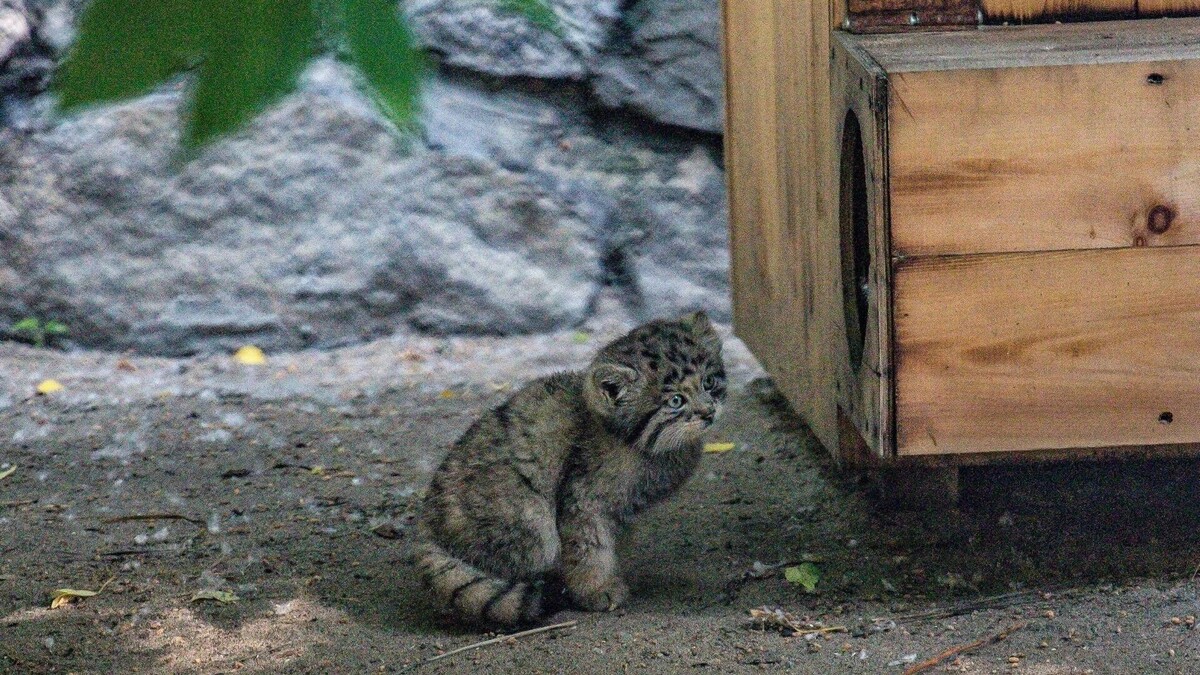     Автор: В. Габов, А. Лаптенко