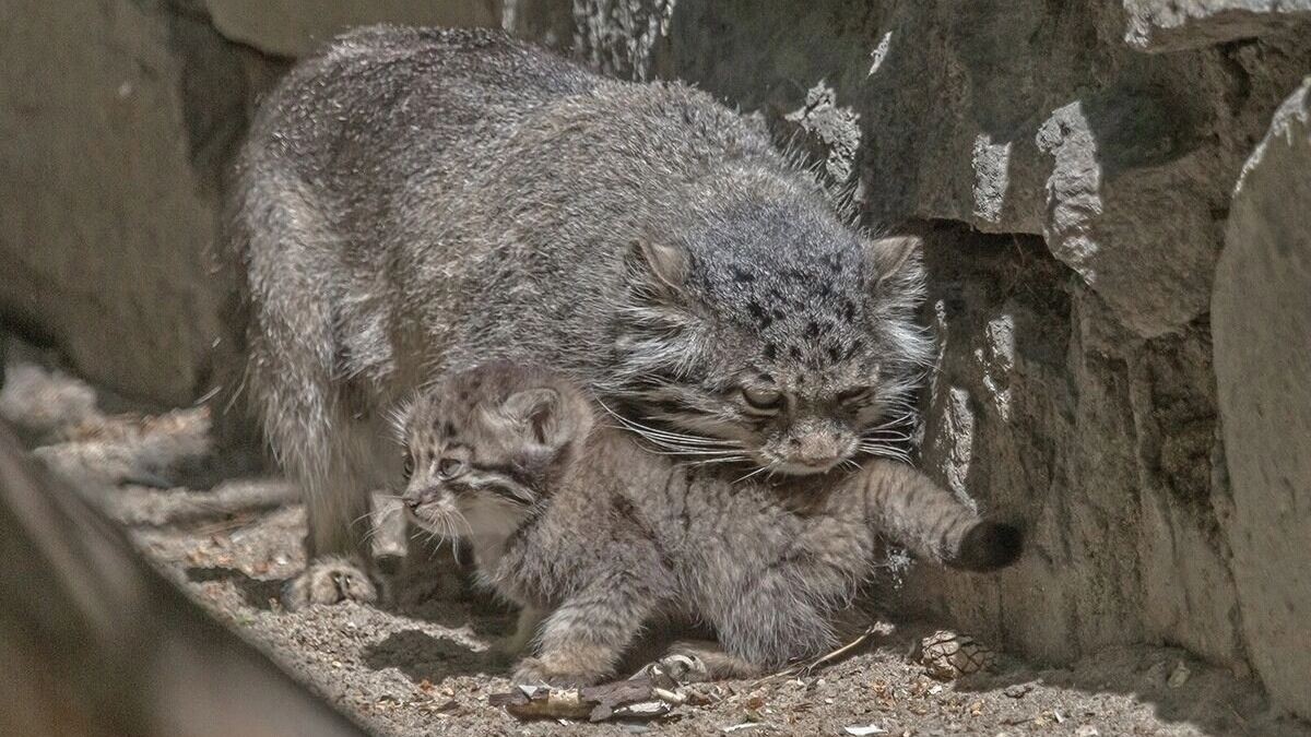     Источник: В. Габов, А. Лаптенко