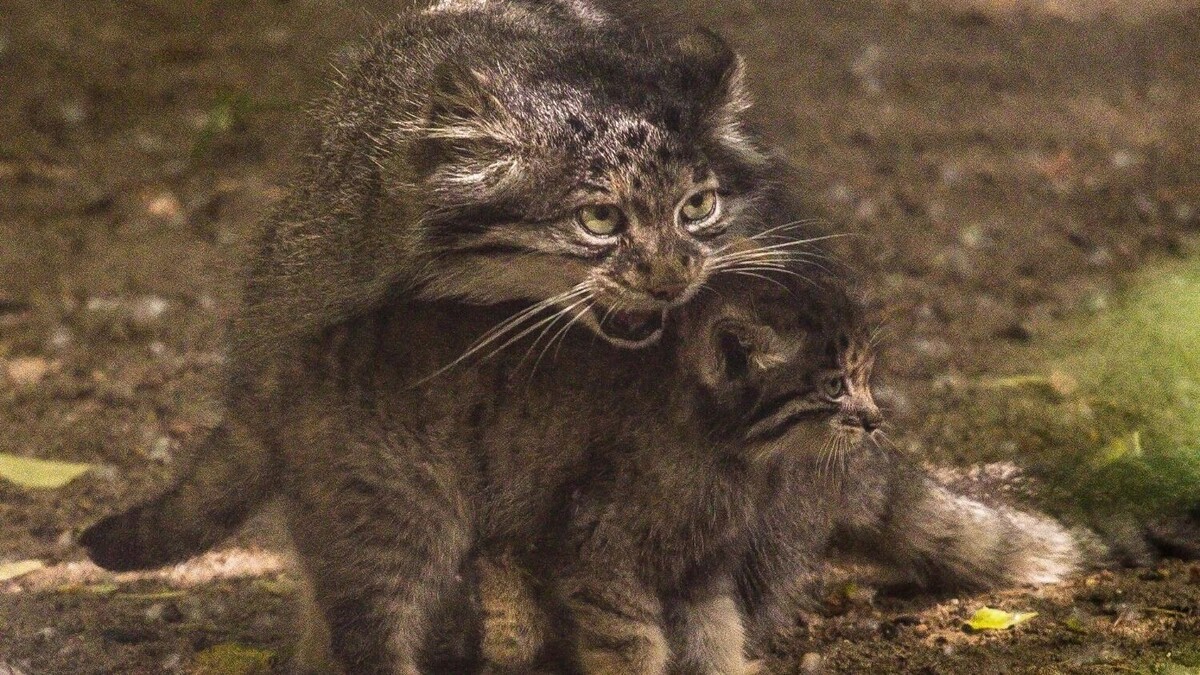     Источник: В. Габов, А. Лаптенко