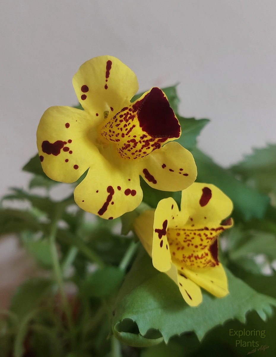 Эритранта желтая (Erythranthe lutea)