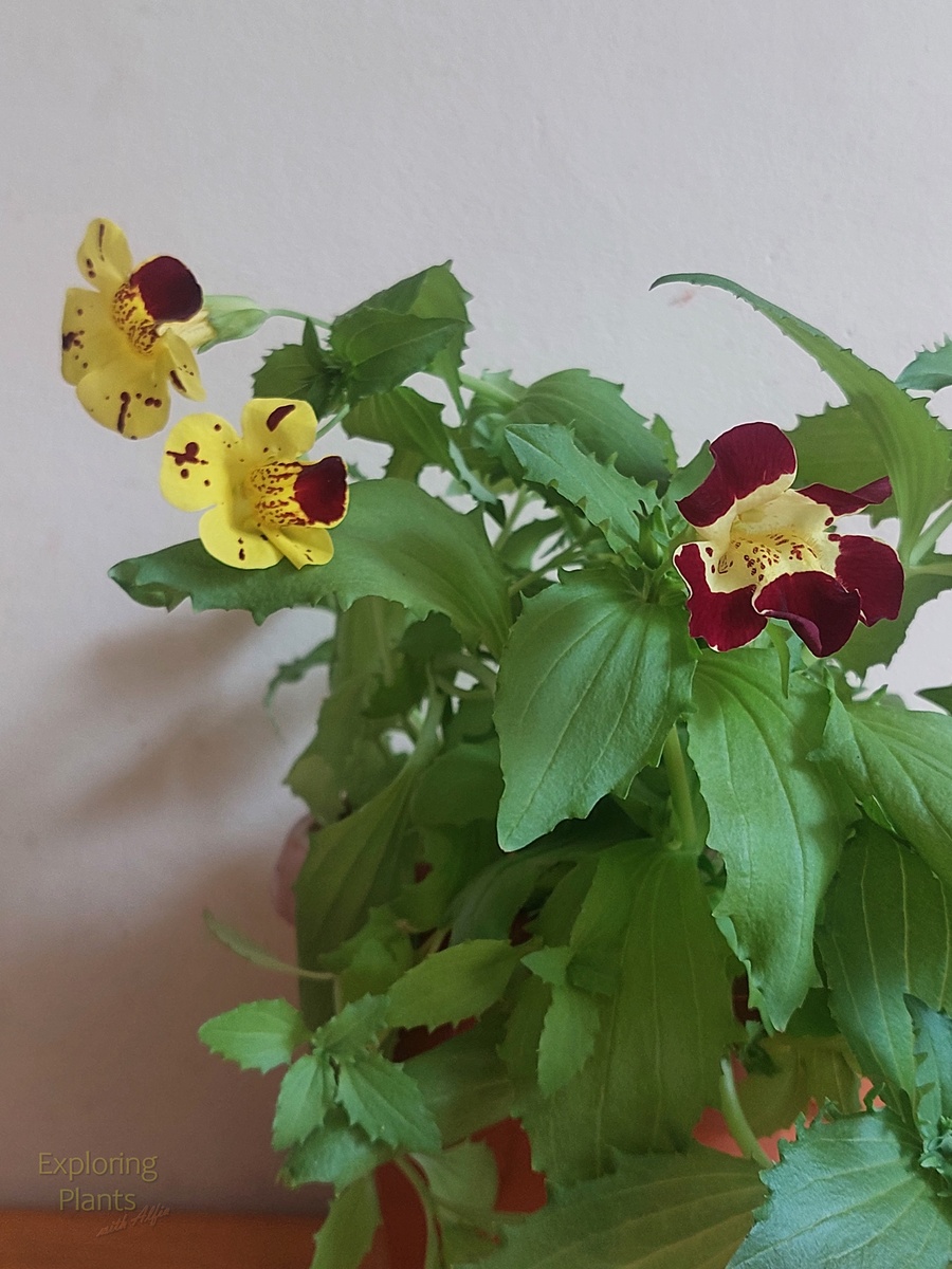 Erythranthe lutea (L.) G.L.Nesom 'Tigrinus Grandiflorus Mixture'