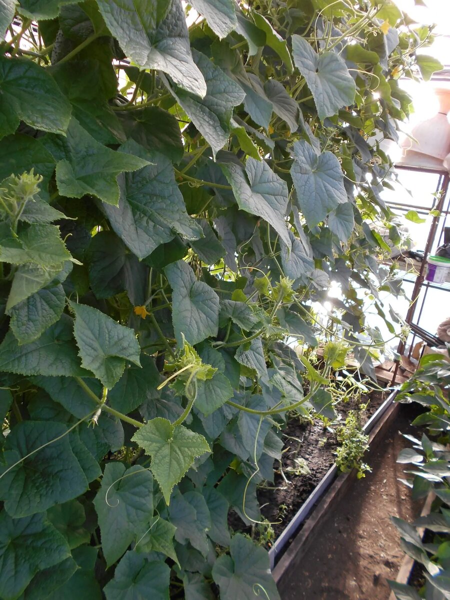 Мои огурчики в августе 2024 г