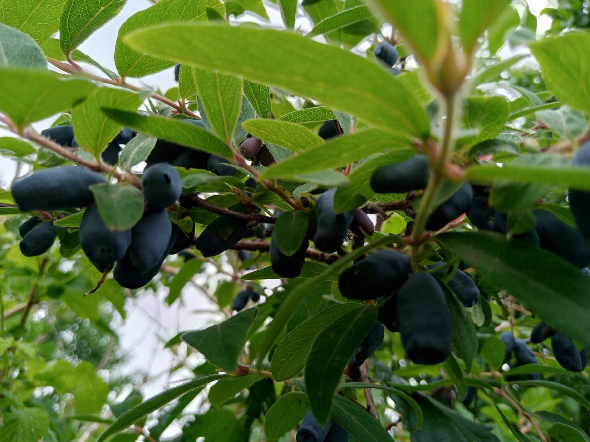 Фото с моего сада