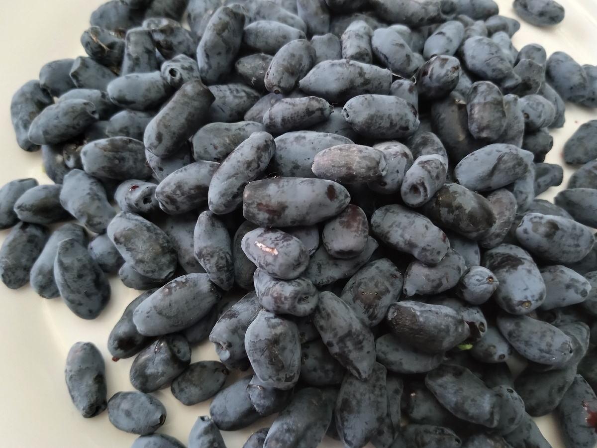 Моё фото. Жимолость