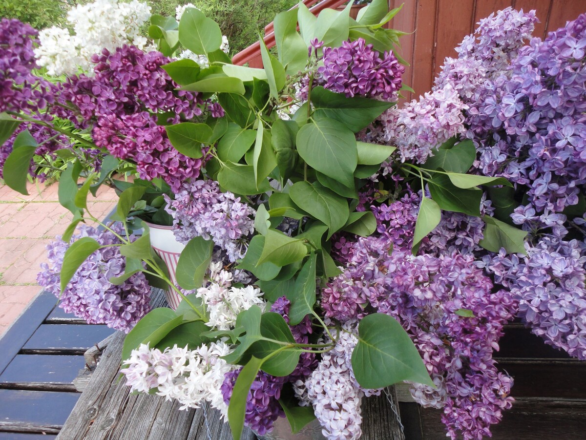    Букет сирени обыкновенной. Фото автора