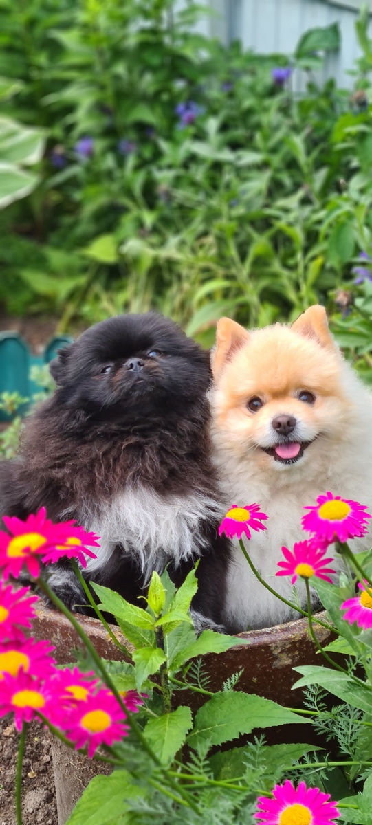 Бадди и Бонита. 